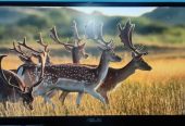 ASUS VZ229HE 21.5 Inch IPS Borderless Slim Monitor (no warranty)