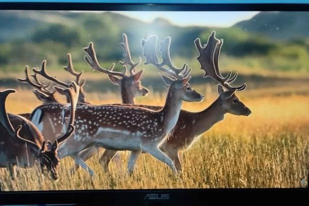 ASUS VZ229HE 21.5 Inch IPS Borderless Slim Monitor (no warranty)