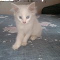 Persian female cat