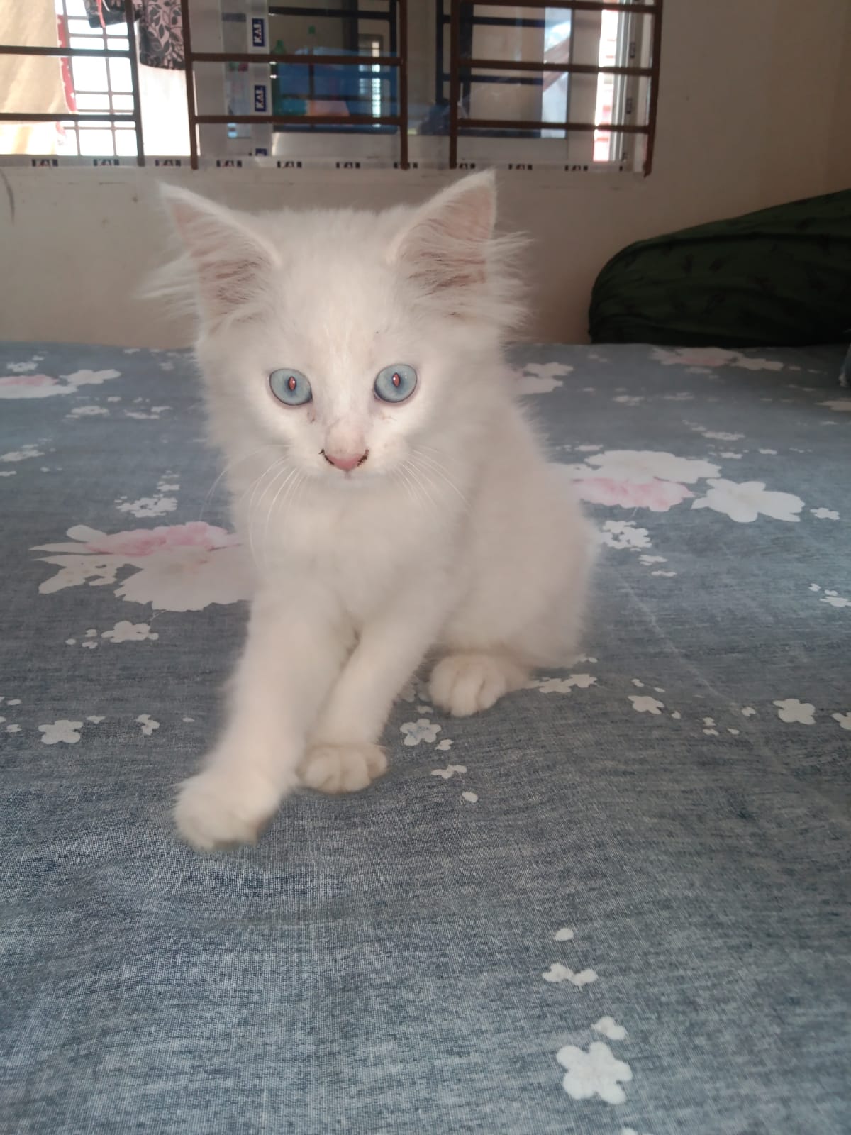 Persian female cat