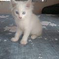 Persian female cat