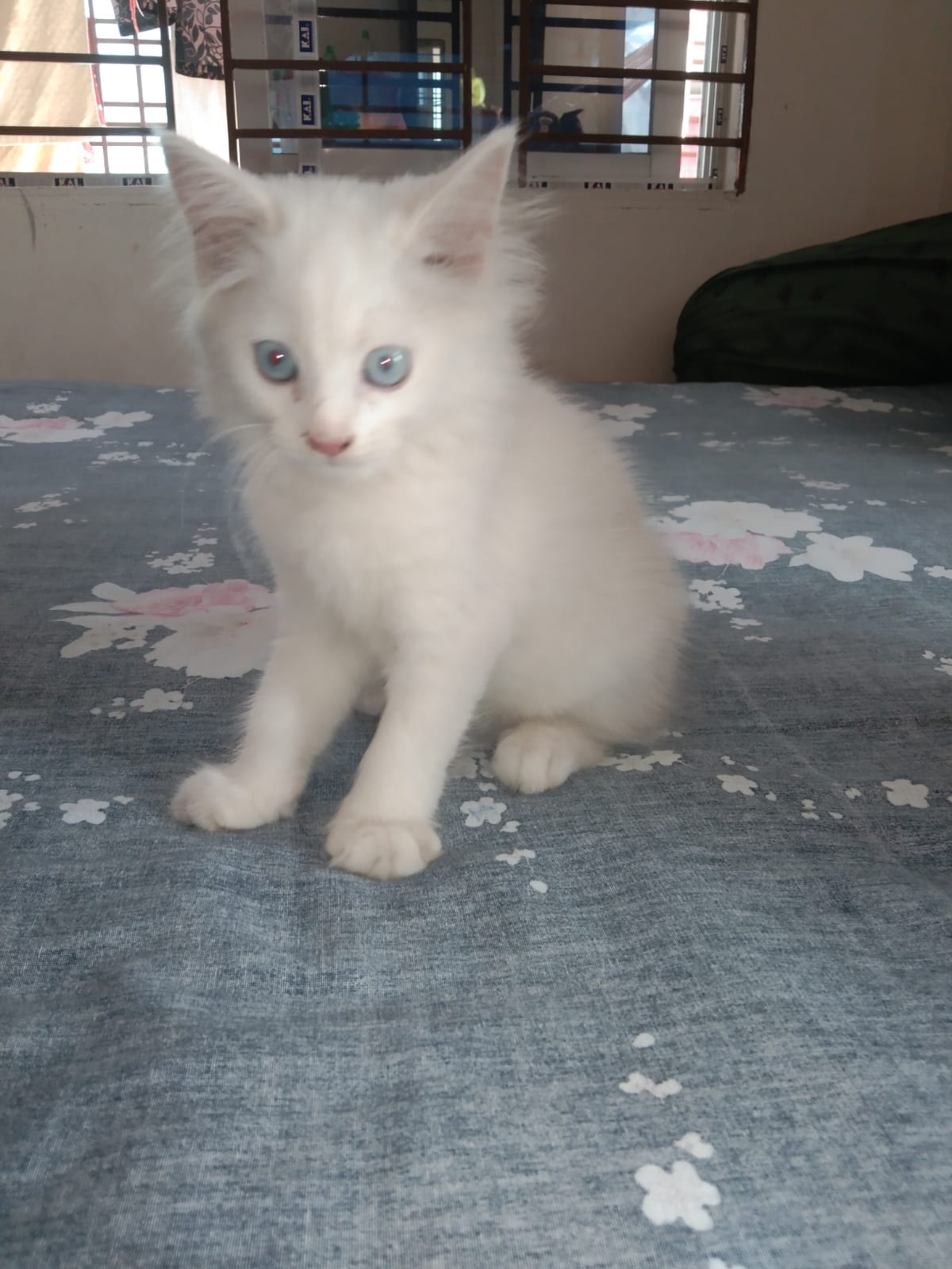 Persian female cat