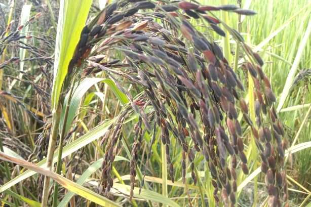 ব্ল্যাক রাইস ধান বীজ