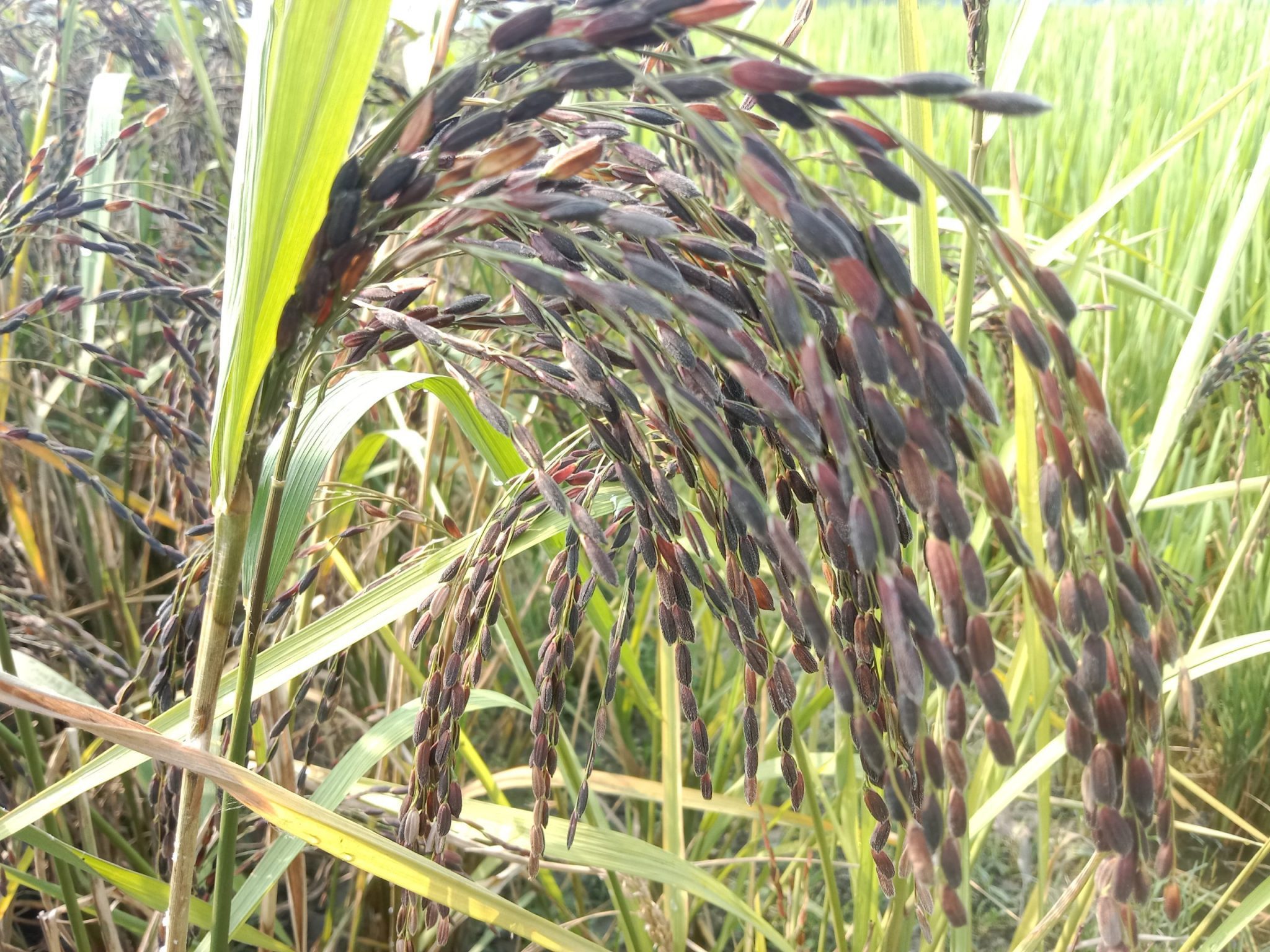 ব্ল্যাক রাইস ধান বীজ