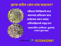 কালো ধান বীজ