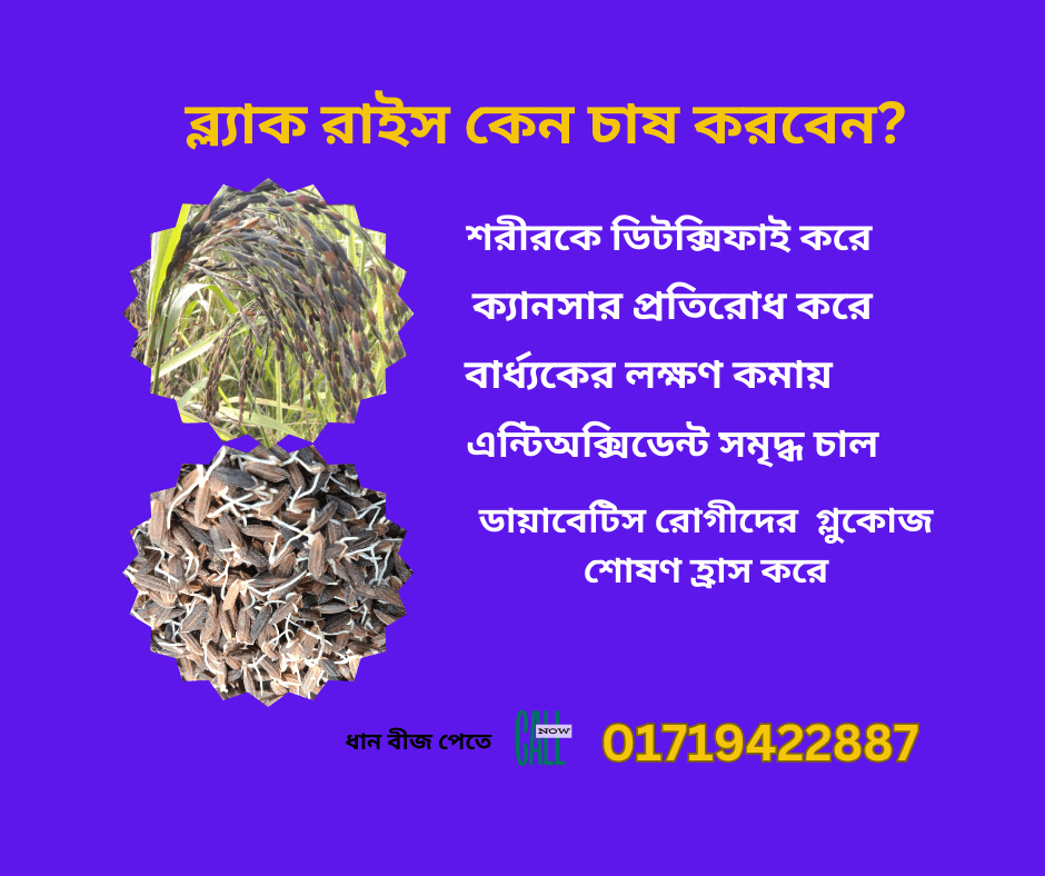 কালো ধান বীজ