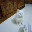 Pure White Persian Cat with Rare Two-Colored Eyes π | Premium Quality πΎ