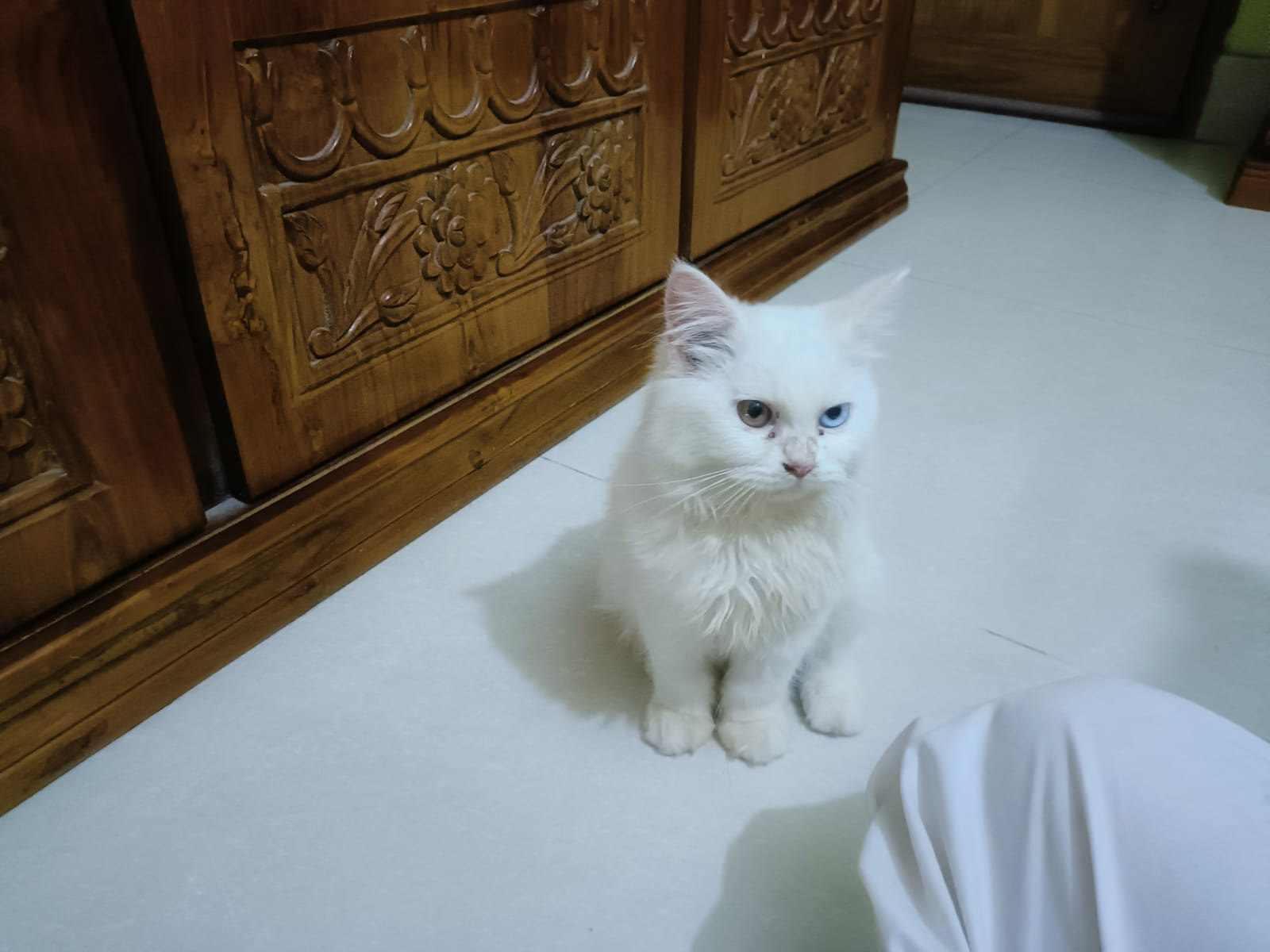 Pure White Persian Cat with Rare Two-Colored Eyes π | Premium Quality πΎ