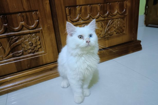 Pure White Persian Cat with Rare Two-Colored Eyes π | Premium Quality πΎ